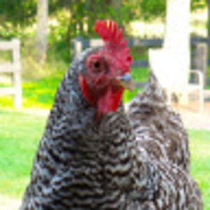 Meet your Posher, Casey